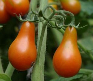 Red Pear Heirloom Certified- Tomato Seed