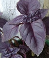 Red Rubin Basil (Purple) Heirloom Herb Seed
