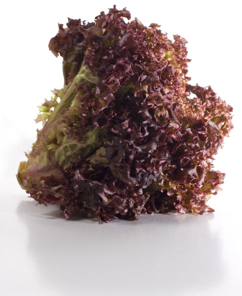 Red Sails Heirloom Lettuce Seed