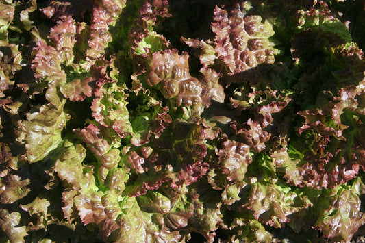 Red Salad Bowl Heirloom Lettuce Seed