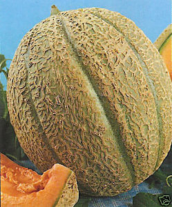 Retato Degli Ortolani Heirloom Melon Seed