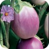Rosa Bianca Heirloom Certified- Eggplant Seed