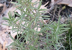 Rosemary Heirloom Herb Seed