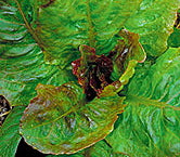 Rouge D'Hiver Heirloom Certified- Lettuce Seed