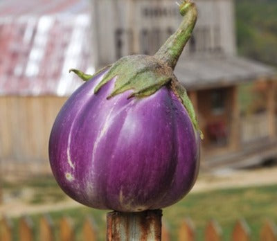 Round White Pink Shaded Heirloom Eggplant Seed