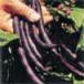 Royal Burgundy Bush Heirloom Bean Seed