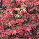 Ruby Red Heirloom Lettuce Seed