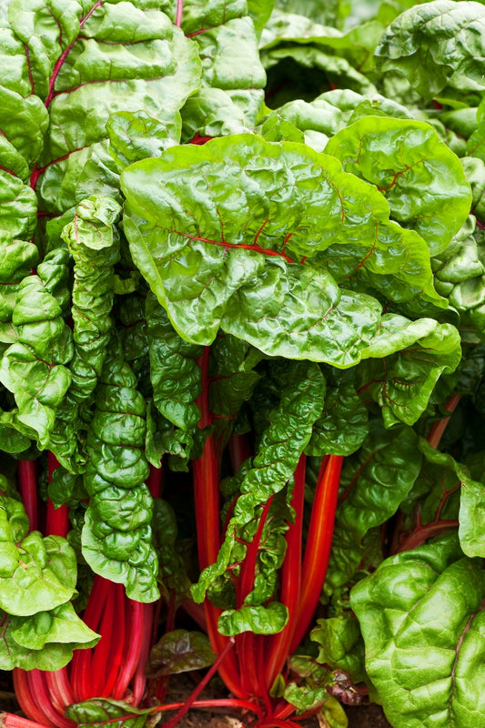 Ruby Red Heirloom Swiss Chard Seed