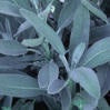 Sage Heirloom Herb Seed