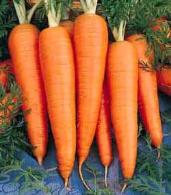 Saint Valery Heirloom Carrot Seed