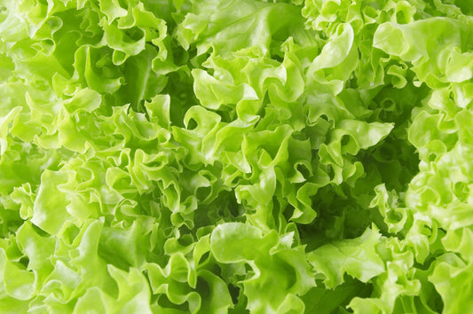 Salad Bowl Heirloom Certified- Lettuce Seed