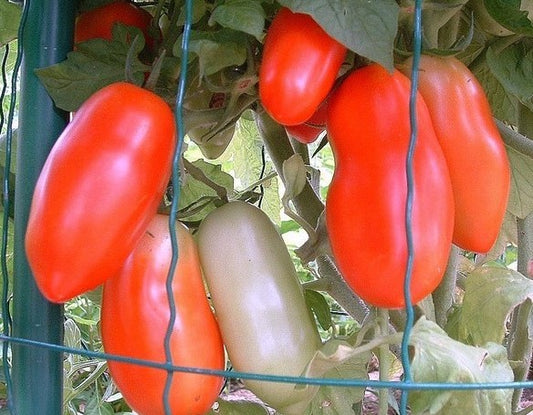 San Marzano Nano Heirloom Tomato Seed