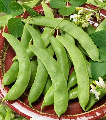 Scarlet Runner Pole Heirloom Bean Seed