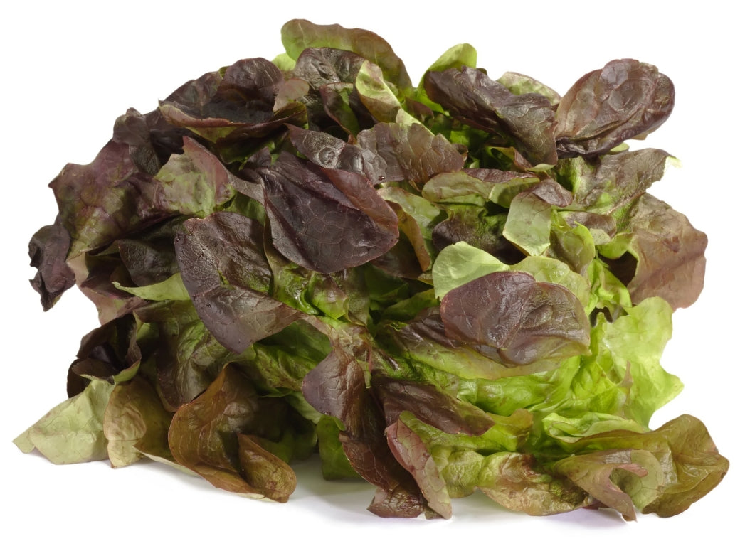 Schweitzer's Mescher Bibb Heirloom Certified- Lettuce Seed