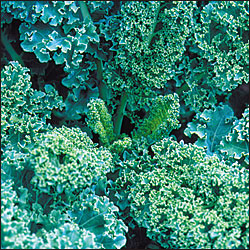 Scotch Blue Curled Heirloom Kale Seed