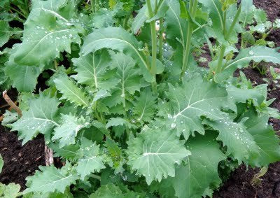 Siberian Heirloom Kale Seed