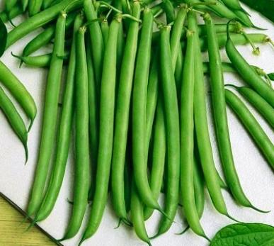 Slenderette Bush Heirloom Bean Seed