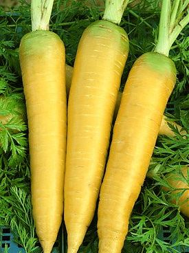 Solar Yellow Heirloom Carrot Seed
