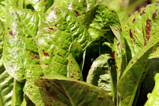 Speckled Bibb Heirloom Certified-Lettuce Seed