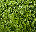 Spicy Bush Basil Heirloom Herb Seed