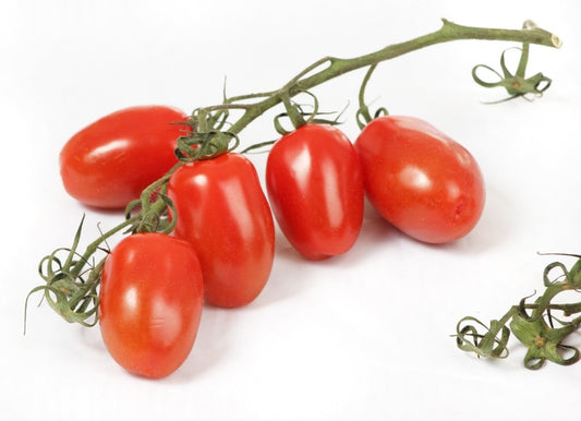 Sprite Tomato Seed