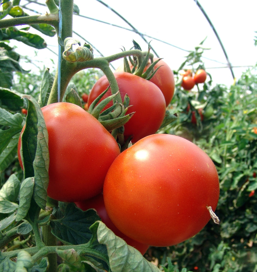 St. Pierre Heirloom Tomato Seed