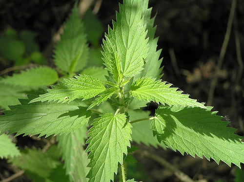 Stinging Nettle Heirloom Herb Seed