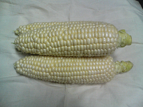 Stowell's Evergreen Heirloom Corn Seed