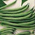 Stringless Green Pod Bush Heirloom Bean Seed