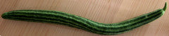 Striped Armenian Heirloom Cucumber Seed
