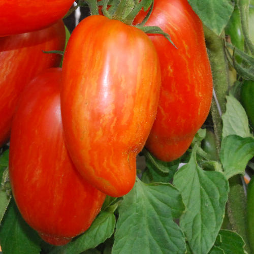 Striped Roman Heirloom Tomato Seed