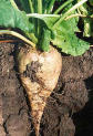Sugar Beet Big Buck Heirloom Beet Seed