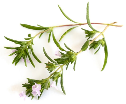 Summer Savory Heirloom Herb Seed
