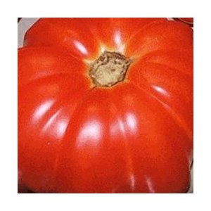 Super Choice Heirloom Tomato Seed