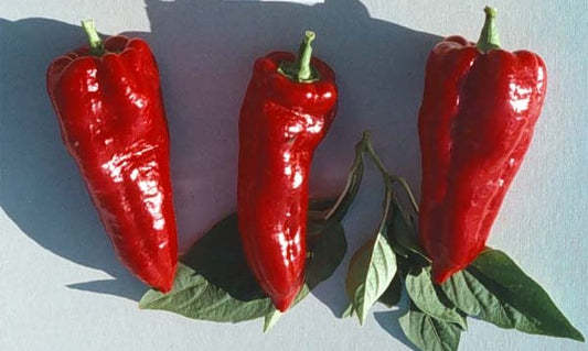 Super Shepherd Heirloom Certified- Pepper Seed