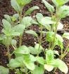 Sweet Marjoram Heirloom Certified- Herb Seed