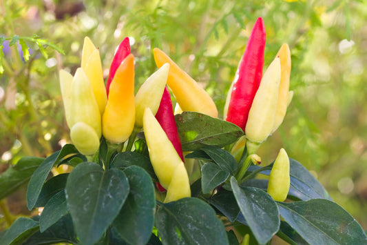 Tabasco Heirloom Pepper Seed