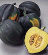 Table King Bush Acorn Heirloom Squash Seed