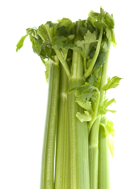 Tall Utah Heirloom Celery Seed