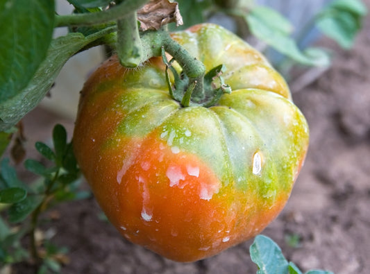 Tappy's Finest Heirloom Certified- Tomato Seed