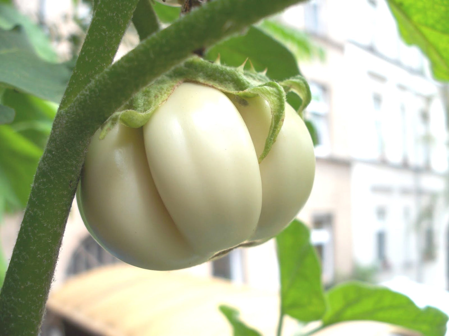 Thai White Ribbed Heirloom Eggplant Seed