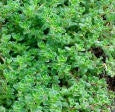 Thyme Heirloom Certified- Herb Seed
