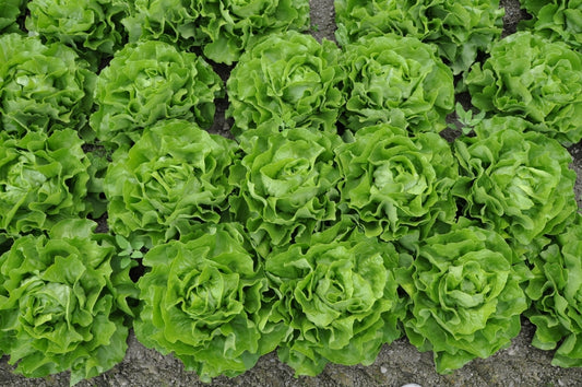 Tom Thumb Butterhead Heirloom Lettuce Seed