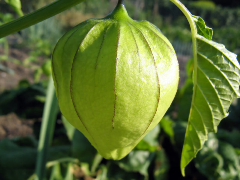 Toma Verde Heirloom Certified- Tomatillo Seed