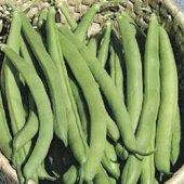 Top Crop Bush Heirloom Bean Seed