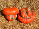 Turk's Turban Heirloom Squash Seed