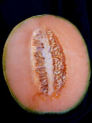 Tuscany Heirloom Melon Seed