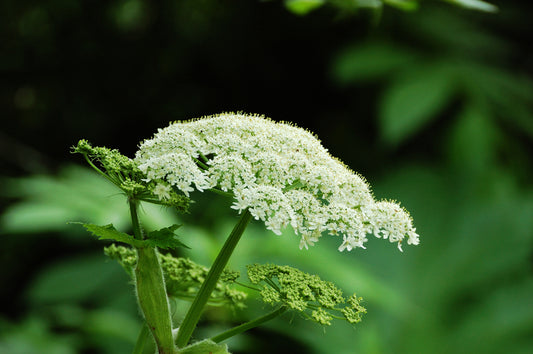 Valerian Heirloom Herb Seed