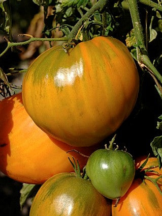 Verna Orange Heirloom Tomato Seed