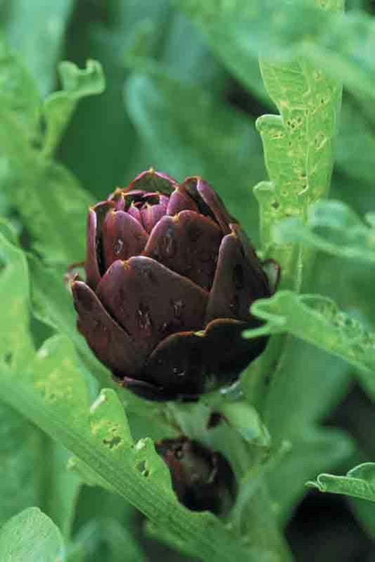 Violetta Di Chioggia Heirloom Artichoke Seed